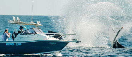 Humpback whales in Exmouth Gulf