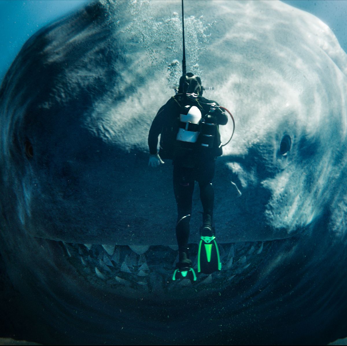 Why is Hollywood (still) so obsessed with sharks?